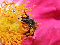 An Andrena bee collects pollen among the stamens of a rose. The female carpel structure appears rough and globular to the left. The bee's stash of pollen is on its hind leg.